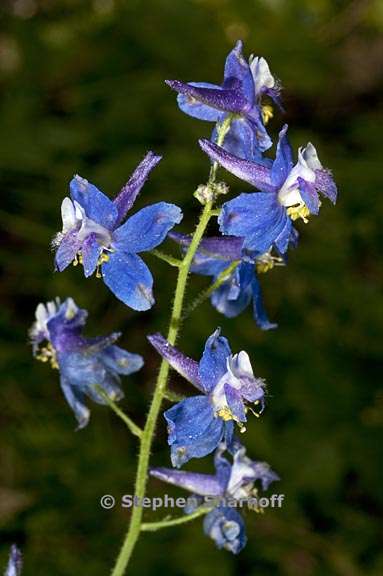 delphinium gracilentum 13 graphic